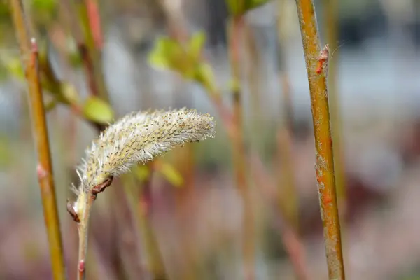 Japanese Pink Pussy Willow Branch Flower Latin Name Salix Gracilistyla — 스톡 사진