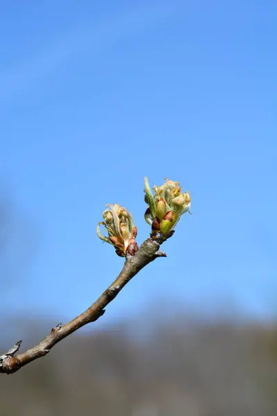 Pear Tree Branch Flower Buds Latin Name Pyrus Communis — Stock Photo, Image