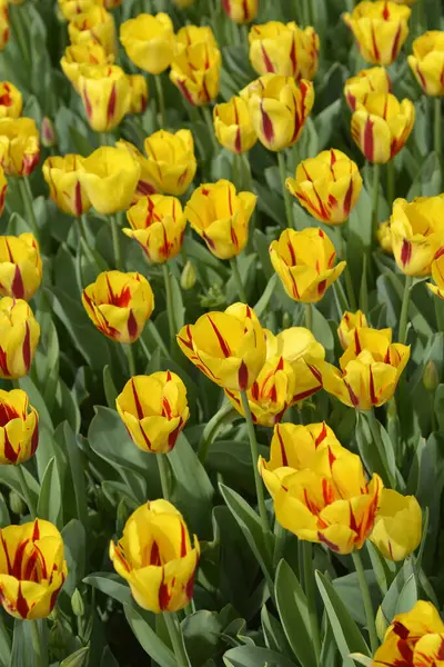 Sárga Vörös Tulipán Virágok Latin Név Tulipa Washington — Stock Fotó