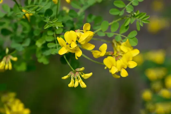 Vetch Coronilla Branch Yellow Flowers Latin Name Hippocrepis Emerus Subsp — Stock fotografie