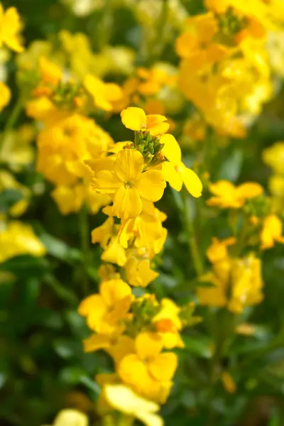 Żółte Kwiaty Łacińska Nazwa Erysimum Cheiri Primerose Dame — Zdjęcie stockowe