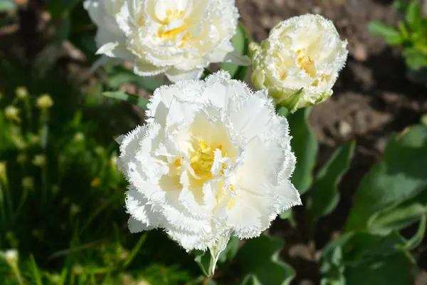 Bílé Dvojité Pozdně Lemované Tulipánové Květy Latinské Jméno Tulipa Snow — Stock fotografie