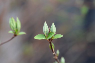 Yeni yaprakları olan tüylü Deutzia şubesi - Latince adı - Deutzia scabra Flore Pleno