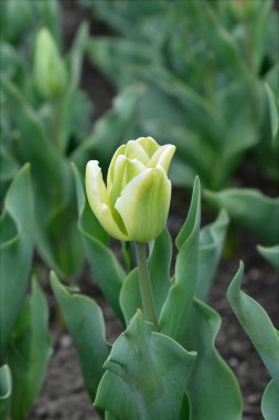 White and green tulip flower - Latin name - Tulipa Spring Green clipart