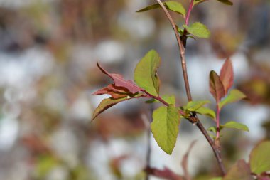 Japon spirea yaprakları - bilimsel isim - Spiraea japonica Çifte Oyun Mavi Kazoo