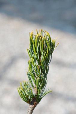 Japanise White Pine branch - Latin name - Pinus parviflora Blauer Engel clipart