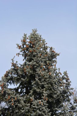 Colorado blue spruce tree - Latin name - Picea pungens Glauca clipart