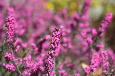 Darley Dale fundalığı - Latince adı - Erica * Darleyensis Darley Dale