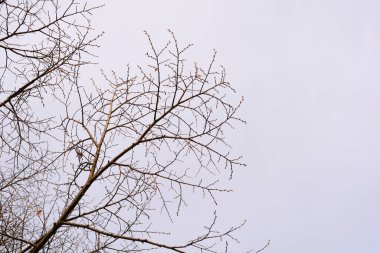 İlkbaharda tomurcuklu gümüş kireç dalları - Latince adı - Tilia tomentosa