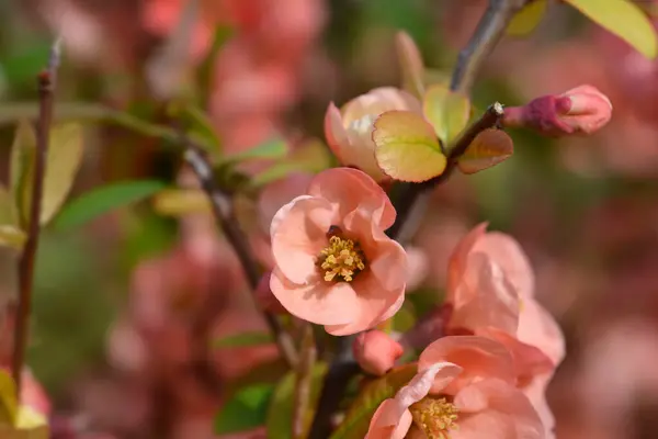 Floración Japonesa Quince Rama Con Flores Nombre Latino Chaenomeles Japonica —  Fotos de Stock