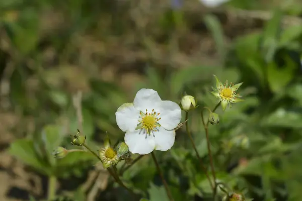 Wild Strawberry Flower Latin Name Fragaria Vesca — Stock Photo, Image