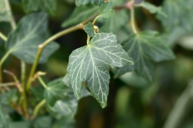 İngiliz Ivy yeşil yaprakları - Latince adı - Hedera helix Green Ripple