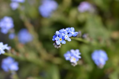 Woodland unutma beni çiçekleri - Latince adı - Myosotis sylvatica