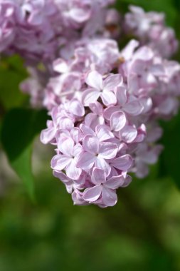 Eski melez leylak çiçekleri - Latince adı - Şırınga x sümbül Esther Staley
