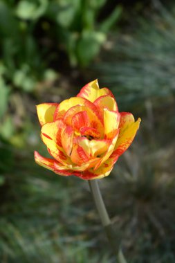 Yellow and red double late tulip flower - Latin name - Tulipa Sundowner clipart
