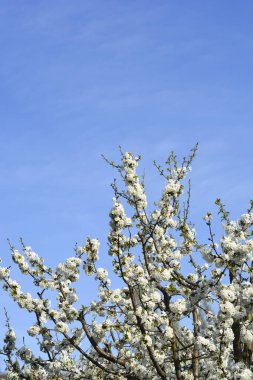 Sweet cherry branches with white flowers - Latin name - Prunus avium clipart