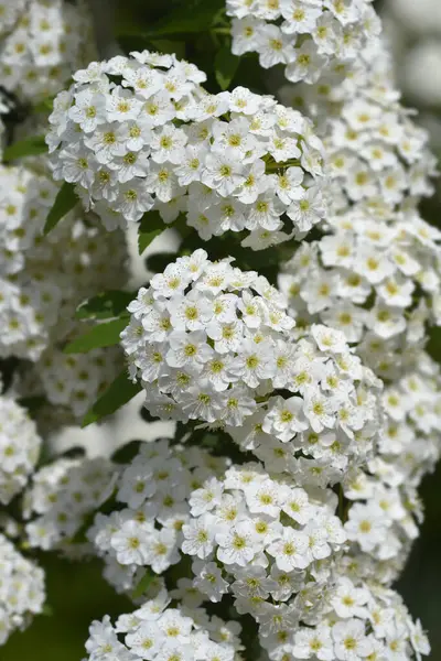 Reeves Spiraea Branch White Flowers Latin Name Spiraea Cantoniensis — Stock Photo, Image