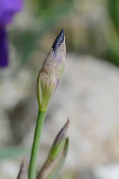 Illyrian Iris Flower Bud Latin Name Iris Illyrica — Stock Photo, Image