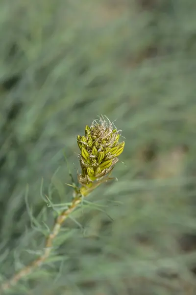 Kings Spear Flower Buds Latin Name Asphodeline Lutea — Stock Photo, Image