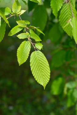 Hornbeam Horizontalis yaprakları - Latince adı - Carpinus Betizulus Horizontalis