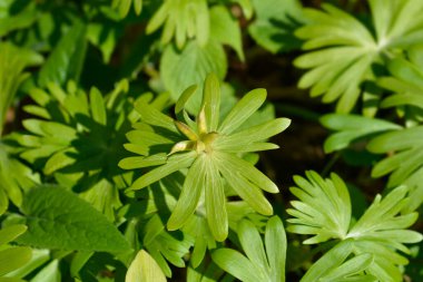 Kış asonit tohumları - Latince adı - Eranthis hyemalis