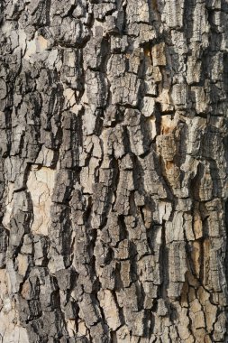 London plane bark detail - Latin name - Platanus x hispanica