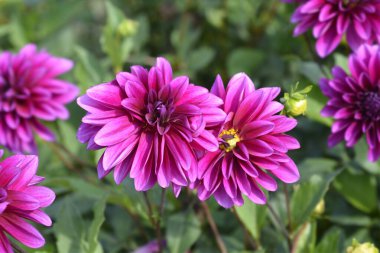 Pembe Dahlia çiçekleri - Latince adı - Dahlia melezleri