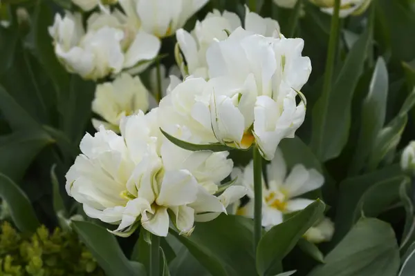 Tulipa Exotic Imperador Flores Nome Latino Tulipa Exotic Imperador — Fotografia de Stock