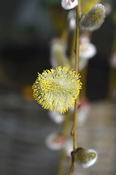 Weeping Pussy Willow Branch Flowers Latin Name Salix Caprea Pendula — 图库照片