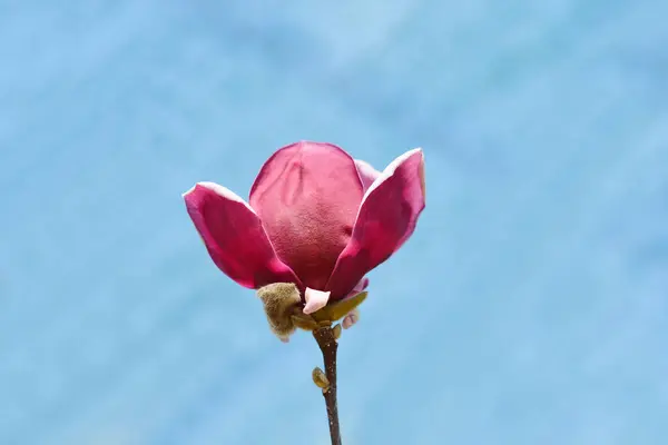 花的木兰花枝 拉丁文名 木兰花根部 — 图库照片