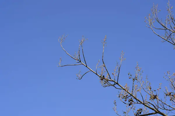 花芽と種子ポッドを持つエンプレスツリーの枝 ラテン語の名前 ポロウニアトメントーサ — ストック写真