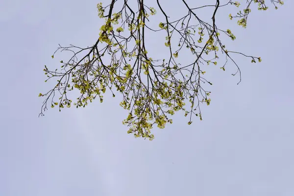 有花朵的挪威枫树枝条 拉丁文名 橡胶树 — 图库照片