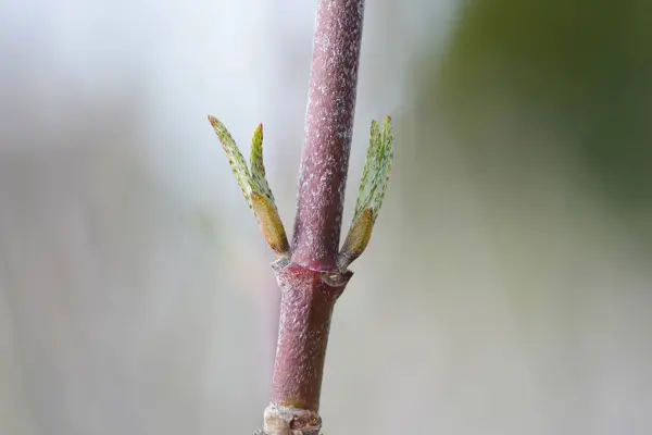 Cornelian Cherry Branch Buds Латинское Название Cornus Mas — стоковое фото