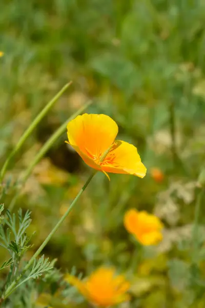 ゴールデンケシの花 ラテン語名 エスカルジアカリフォルニア — ストック写真
