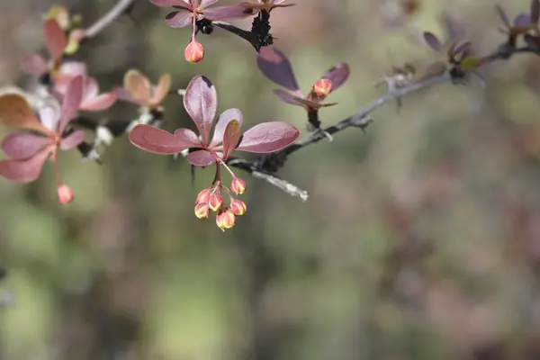 Botões Flores Bérberis Japoneses Roxos Nome Latino Berberis Thunbergii Atropurpurea — Fotografia de Stock