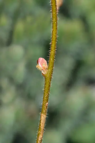 葉の芽を持つ中国のキウイ枝 ラテン語の名前 アクチニアジエンシス — ストック写真