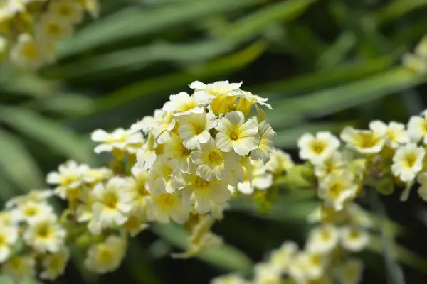 Fleurs Herbe Aux Yeux Jaunes Pâles Nom Latin Sisyrinchium Striatum — Photo