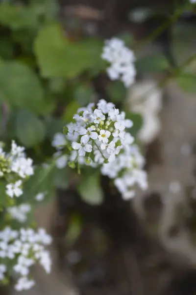 Fleurs Blanches Pennycresson Caucasien Nom Latin Pachyphragma Macrophyllum — Photo