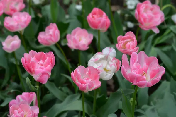 Double Tulipe Tardive Fleurs Upstar Nom Latin Tulipa Upstar — Photo
