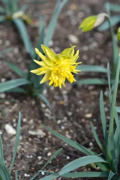Doble Narciso Rip Van Winkle Flor Nombre Latino Narcissus Rip —  Fotos de Stock