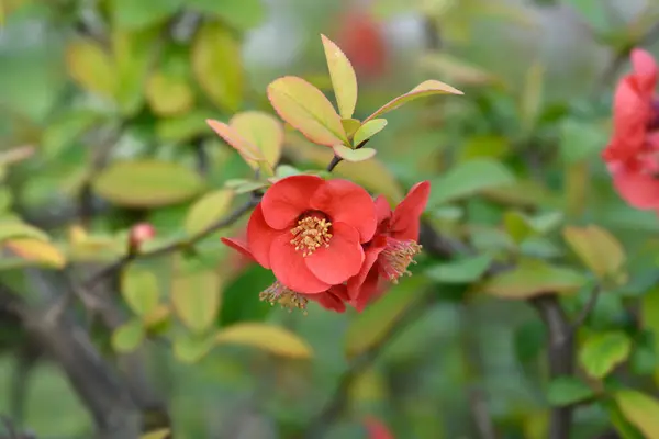 Floración Japonesa Quince Rama Con Flores Rojas Nombre Latino Chaenomeles — Foto de Stock