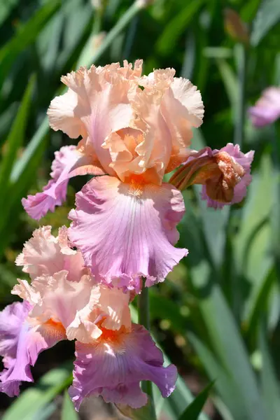 Wysokie Kwiaty Tęczówki Brodatej Łacińska Nazwa Iris Barbata Elatior Sweet — Zdjęcie stockowe