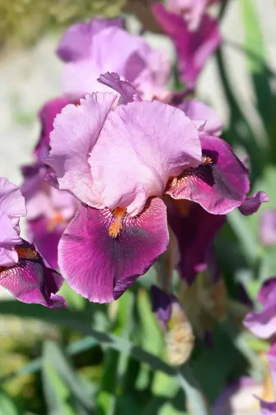 Wysoki Kwiat Tęczówki Brodaty Łacińska Nazwa Iris Barbata Elatior Camelot — Zdjęcie stockowe