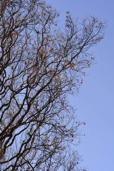하늘을 배경으로 상수리나무 라틴어 로베르 — 스톡 사진