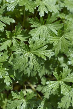 Küllü turna tasarısı ilkbaharda yola çıkıyor - Latince adı - Geranium cinereum