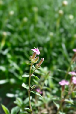 Kaya sabunu pembe çiçekler - Latince adı - Saponaria ocymoides