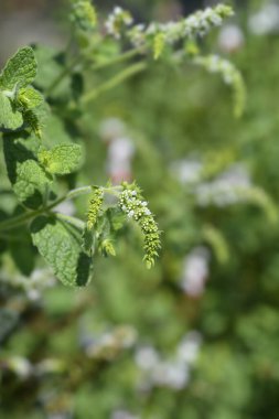 Ananas nane çiçeği - Latince adı - Mentha suaveolens