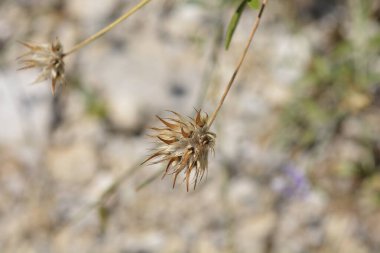 Bitumen trefoil tohumu başı - Latince adı - Bituminaria bituminosa