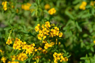 Meksika kadife çiçekleri - Latince adı - Tagetes lucida