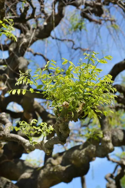 Weeping Japanese pagoda tree branches with new leaves - Latin name - Sophora japonica Pendula